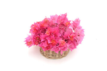 Beautiful red bougainvillea flowers in a wicker basket isolated on white