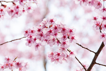 満開に咲き誇る陽光桜の美しい春景色