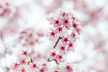 Obraz premium 満開に咲き誇る陽光桜の美しい春景色