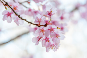 満開に咲き誇る陽光桜の美しい春景色