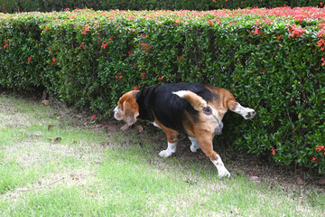   Close-up of a dog lifting its leg and peeing on a green bush