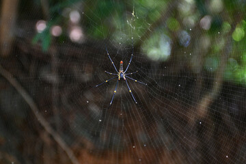 Close-up of Colorful Spider on Its Intricate Web