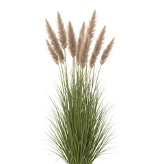 Tall Ornamental Grass Plumes on transparent background