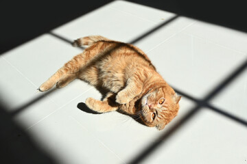 Close-up of a cute ginger cat lying on the floor