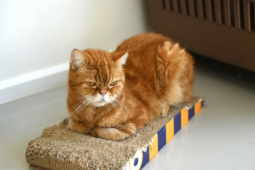 Cute ginger cat lying on the floor isolated on white.