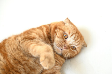 Cute ginger cat lying on the floor isolated on white.