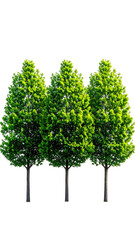 Fototapeta premium Three tall trees, lush foliage, against a black backdrop