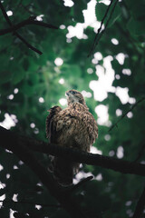 A juvenile hawk rests quietly on a shaded tree branch, framed by dense green foliage. The intimate wildlife shot highlights the bird’s soft plumage and alert gaze within its untouched natural habitat.