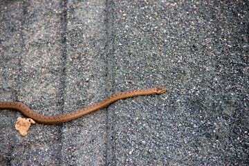 Brown snake slithering across a textured gray surface, showcasing its elongated body and natural patterns, highlighting the beauty of wildlife in urban environments