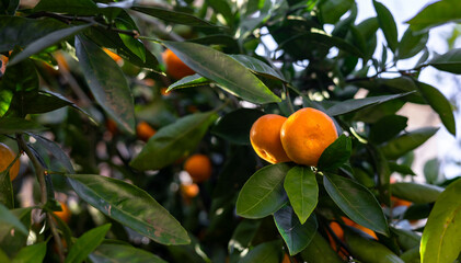 Ripe tangerines on a tree. Bright orange tangerines with green leaves. Tangerine harvest in a natural garden. Selective focus, close-up. Ripe tangerines mandarin citrus fruits on a tree branches.