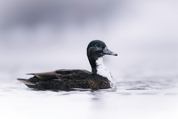 Close-up view of a duck on foggy water in soft natural morning light, creating a calm and minimal wildlife scene.