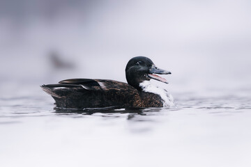 Duck calmly swimming through soft morning fog on still water, captured in natural light.