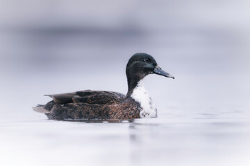 Duck swimming on a reflective water surface on a misty morning, creating a calm and atmospheric wildlife moment.