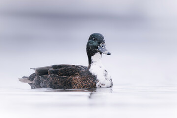 Fototapeta premium Wild duck gliding across smooth water in soft fog, illuminated by gentle morning light in a calm natural setting.