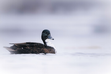 Close-up of a wild duck swimming on calm water in soft morning mist, creating a peaceful and natural wildlife scene.