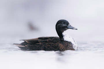 Wild duck swimming on a calm lake surrounded by soft mist and gentle lighting. Minimalistic composition, natural colors and shallow depth of field create a peaceful wildlife scene. Ideal for nature
