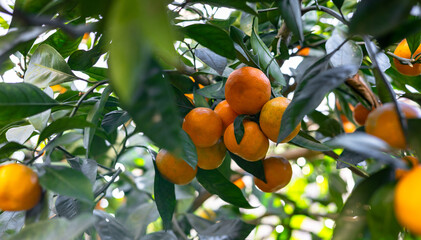 Ripe tangerines on a tree. Bright orange tangerines with green leaves. Tangerine harvest in a natural garden. Selective focus, close-up. Ripe tangerines mandarin citrus fruits on a tree branches.