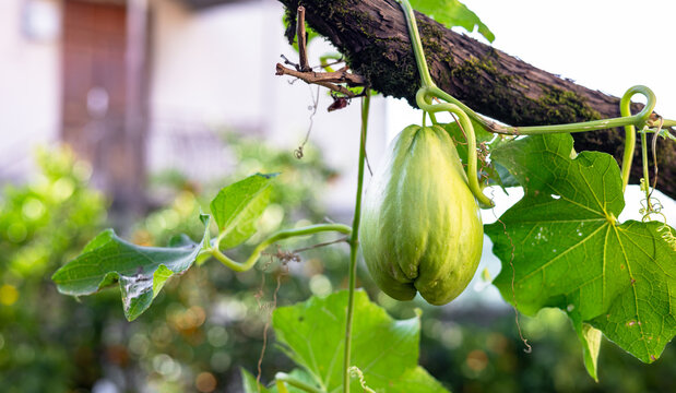 Chayote plant in the garden. Close-up chayote (sechium edule) on tree. Chayote is a type of vegetable called Labu Siam in Indonesia. Chayote ready harvest in garden.
