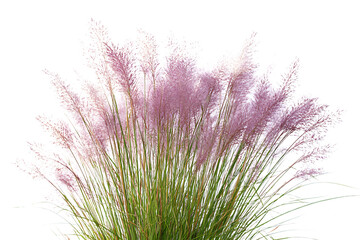 Purple thistle flower isolated on a white background