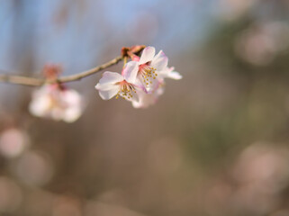 3月に美しく咲いたキンキマメザクラ（近畿豆桜）