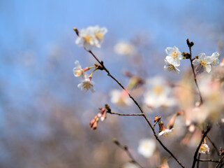 3月に美しく咲いたキンキマメザクラ（近畿豆桜）