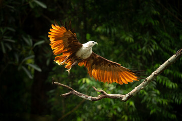 Sunlit Brahminy kite lifting off a forest branch