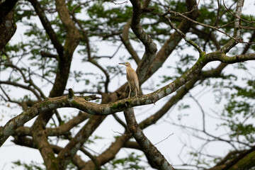 Low angle view of a lone Indian pond heron on a tree branch
