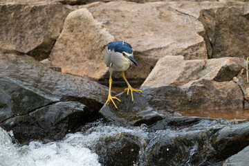 Lone Black-crowned night heron perched on a rock and hunting by a cascading river