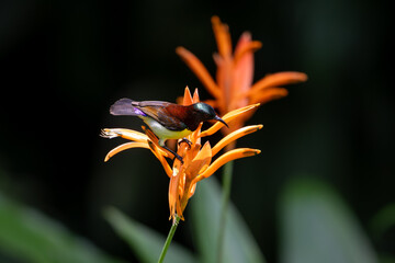 Male Purple-rumped sunbird perched on Flames of the forest flowers in sunlit garden