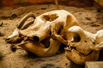 Large animal skulls lie on dusty ground, showcasing weathered bone textures and an ancient, archaeological atmosphere with warm, earthy tones.
