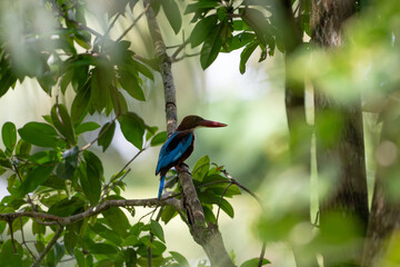 White-throated kingfisher perched on a branch in dense foliage shadows
