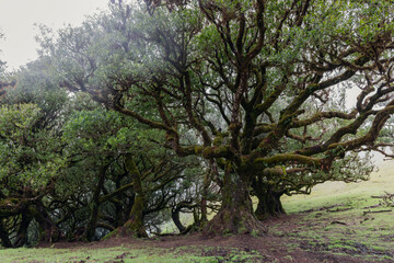 Ancient laurel trees of Fanal forest Madeira, their thick mossy branches spread across damp hillside creating dense canopy of subtropical greenery