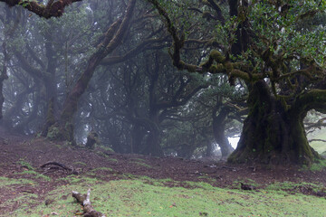 Misty laurel forest in Fanal Madeira, ancient mossy trunks rise from damp ground and intertwine in soft fog