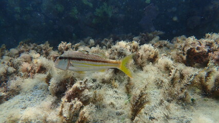 Striped red mullet or surmullet (Mullus surmuletus) undersea, Ligurian Sea, Italy, Imperia