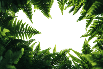Green fern leaves isolated on a black background with decorative evergreen and tropical plant elements