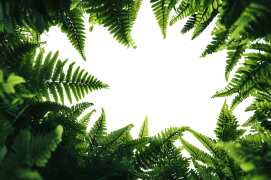 Green fern leaves isolated on a black background with decorative evergreen and tropical plant elements