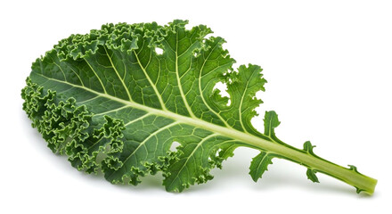 Fresh curly kale leaf against a clean white background, perfect for healthy recipes, vegan dishes, or nutritional health guides and vibrant food blogs.