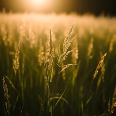 Fototapeta premium Golden hour sunlight illuminating a field of grain in the countryside