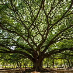 Obraz premium Majestic banyan tree canopy spreads wide creating a natural green cathedral