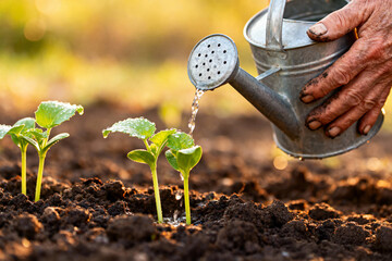 Nurturing new life sprinkling water on young seedlings in rich soil with a vintage watering can