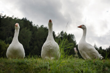 Three geese on a country meadow in a natural setting