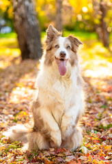 Training obedient Australian shepherd dog standing on hind legs at sunny autumn park