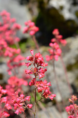 Coral Bells flowers - Latin name - Heuchera sanguinea Splendens