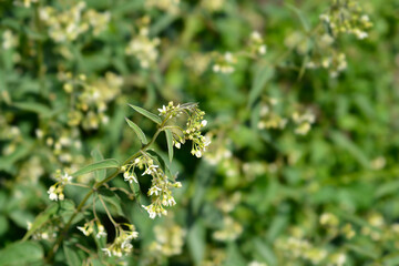 White swallow-wort - Latin name - Vincetoxicum hirundinaria