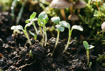 Fresh sprouts emerging from fertile soil with morning dew, a symbol of new beginnings and growth
