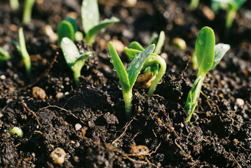 Vibrant green seedlings emerge from rich dark soil, promising new life and growth in springtime garden