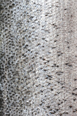 A detailed macro shot captures the glistening, intricate texture of a fresh salmon's silver and speckled skin scales