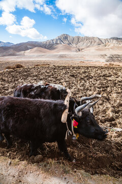 Yaks in a field, Upper Mustang region, Nepal