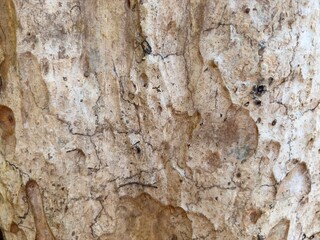 Close-up of textured wood surface in nature.