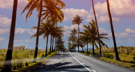 The tropical road with Palm Tree Under the Sunny Sky